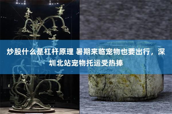 炒股什么是杠杆原理 暑期来临宠物也要出行，深圳北站宠物托运受热捧