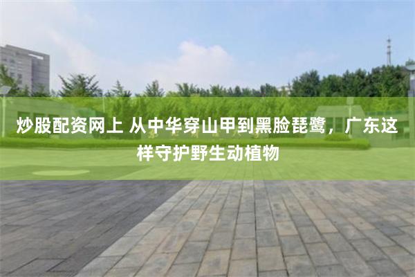 炒股配资网上 从中华穿山甲到黑脸琵鹭，广东这样守护野生动植物